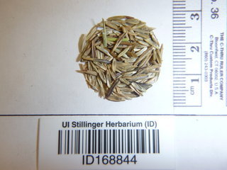Pseudoroegneria spicata ssp. lnermis, seed