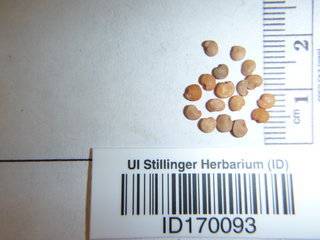 Solanum melongena, seed