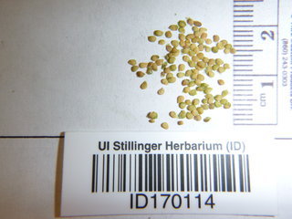 Solanum nigrum, seed
