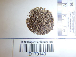 Verbena officinalis, seed