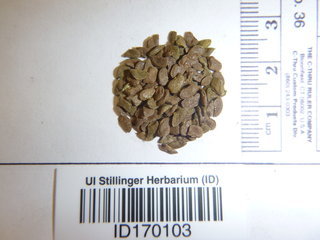 Zygophyllum fabago, seed