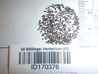 Antirrhinum majus, seed