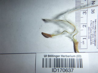 Cercocarpus ledifolius, seed
