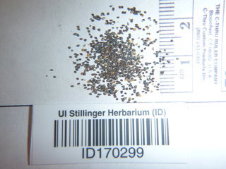 Chaenorhinum minus, seed