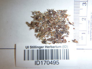 Dasiphora fruticosa, seed