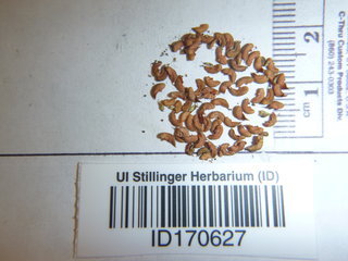 Filipendula ulmaria, seed
