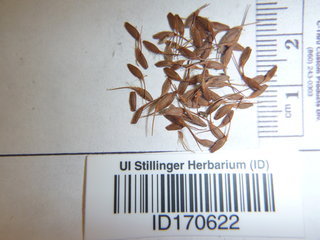 Geum macrophyllum, seed
