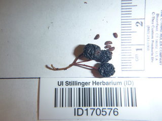 Photinia melanocarpa, seed