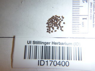 Potentilla pensylvanica, seed
