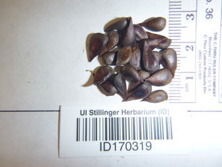 Pseudocydonia sinensis, seed
