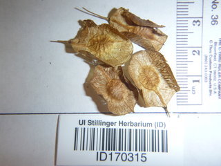 Ptelea trifoliata, seed