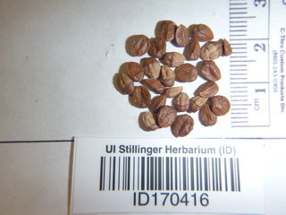 Pyracantha coccinea, seed