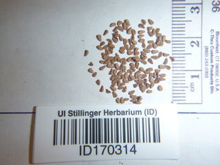 Sarracenia purpurea, seed