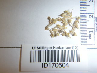 Ceratocephala testiculata, seed
