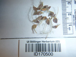 Clematis hirsutissima, seed