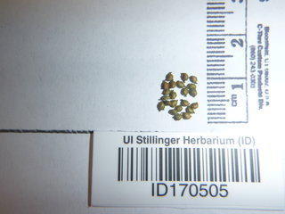 Potamogeton pusillus, seed