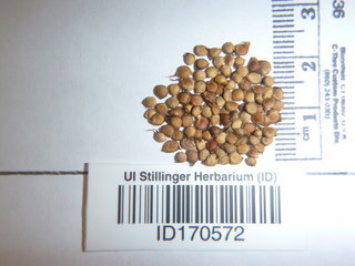 Ranunculus fascicularis, seed
