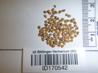Ranunculus pensylvanicus, seed