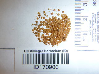 Physalis pubescens, seed