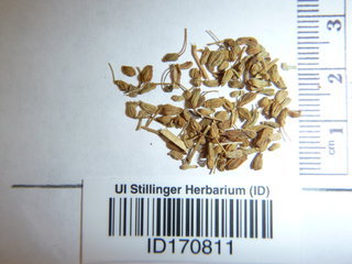 Pimpinella anisum, seeds
