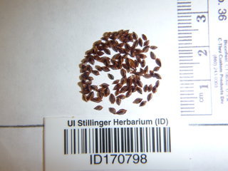 Rumex verticillatus, seeds