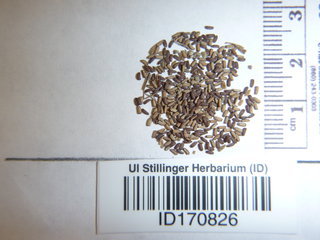 Verbena officinalis, seeds