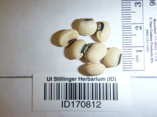 Vigna unguiculata, seeds