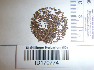 Lotus pedunculatus, seeds
