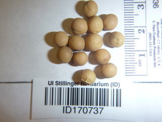 Pisum sativum, seeds