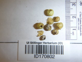 Toxicodendron pubescens, seeds