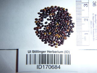 Kummerowia stipulacea, seeds