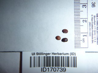 Pueraria montana, seeds