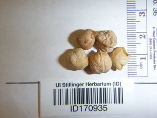 Cicer arietinum, seeds