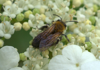 Andrena milwaukeensis