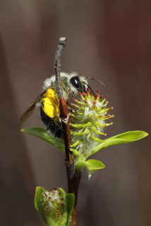 Andrena algida, f on Salix --