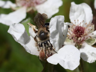 Andrena barbara, f on Rubus --