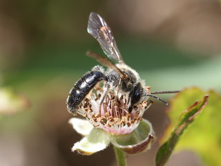 Andrena confederata, m on Rubus --