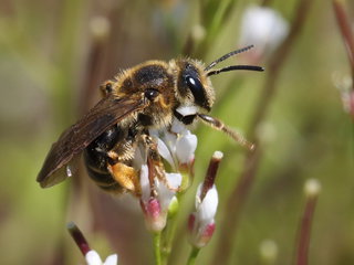 Andrena hippotes, f on Arabis --