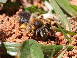 Andrena macra, f at nest site --
