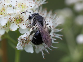 Andrena miranda, f on Spiraea --