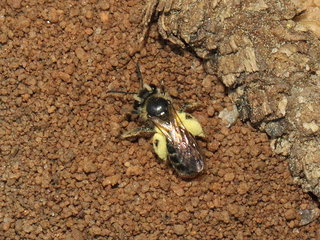 Andrena miserabilis, f at Nest --