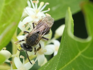Andrena rugosa, f on Cornus --
