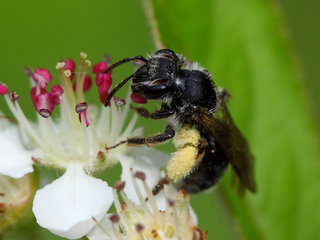 Andrena tridens, f on Aronia --