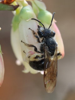 Andrena tridens, f on Vaccinium --