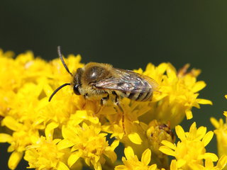 Colletes solidaginis, m on Solid --