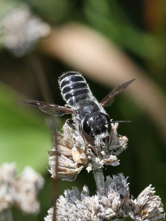 Megachile frugalis, m on Mentha --