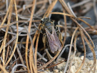 Andrena alleghaniensis, f at nest site --
