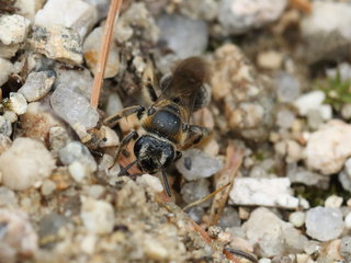Andrena alleghaniensis, f at nest site --