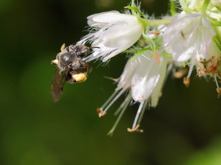 Andrena geranii, f on Hydrophyll --