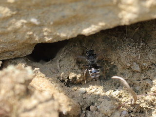 Epeoloides pilosulus, f at nest --
